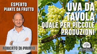 Uva da tavola quale scegliere per piccole produzioni [upl. by Layap]