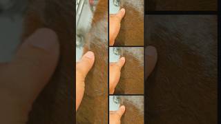 Cow hide rug from IKEA shorts youtubeshorts trendingshorts trendingsong viralshorts travel [upl. by Ahterod]