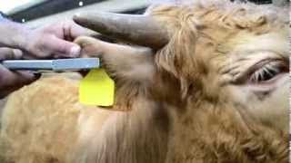 ARDES ear tag cattle tagging best practice [upl. by Ellerd]