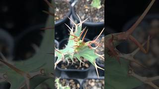 Closer look of Euphorbia Buruana ‘s new thorns on october 2024 euphorbia euphorbiaceae [upl. by Damas]