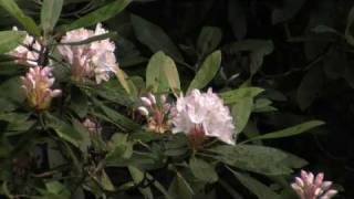 Great Smoky Mountains Whats Blooming Rosebay Rhododendron [upl. by Chae829]