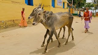 Hallikar bulls of Appalappa [upl. by Hank]