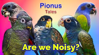 Complete Guide to Pionus Parrot General Behaviour [upl. by Merkle307]