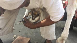 Farrier  Artisans of India rajasthan [upl. by Leah588]