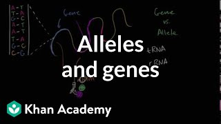 Alleles and genes [upl. by Etteraj]