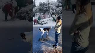 Snow sports snowball fight funny dog [upl. by Anasor136]