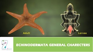 ECHINODERMATA GENERAL CHARECTERS [upl. by Euh]