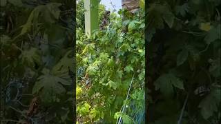 Vegetable greenhouse farming relaxingmusic music nature relaxing love travel youtubeshorts [upl. by Oman]