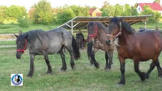 Rasplodne kobile  pastuvi i rasna ždrebad s ranča Serdara u Okučanima 2018 [upl. by Hendrika]