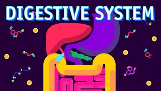 How our Digestive System Works [upl. by Ko817]