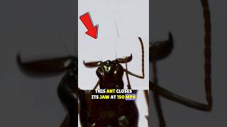 ⚡The Fastest BITE In The World The Trap Jaw Ant🐜 shortsfeed shorts [upl. by Legra]