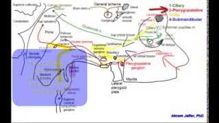 Cranial parasympathetic ganglia [upl. by Iccir593]