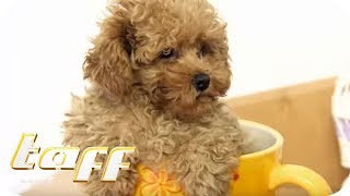 CUTENESS OVERLOAD TEACUP PUDEL ❤️  taff  ProSieben [upl. by Udele]