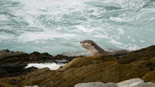 Cape clawless otter in the Otter Trail [upl. by Tyson]