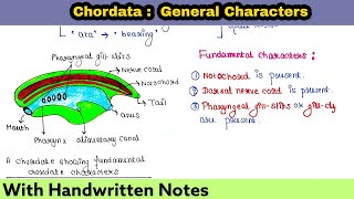 Chordata  General Characters  Readymade handwritten notes for exam [upl. by Ralyt]