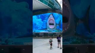 Kids vs Shark 🦈  shortvideo [upl. by Oicafinob]