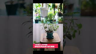 Timelapse Hypoestes Polka Dot Plant 2 Hours 하이포테스 타임랩스 2시간 plants garden gardening Hypoestes [upl. by Portland]