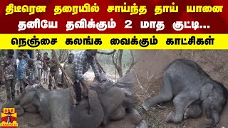 திடீரென தரையில் சாய்ந்த தாய் யானைதனியே தவிக்கும் 2 மாத குட்டிநெஞ்சை கலங்க வைக்கும் காட்சிகள் [upl. by Kcirted]