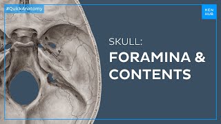 Skull foramina and contents  Quick Anatomy  Kenhub [upl. by Ressay]