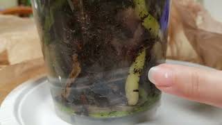 Watch me repot a Phalenopsis orchid in bark [upl. by Ahsied225]