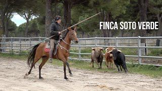 Apartado y Manejo de los Toros Bravos en Finca Soto Verde [upl. by Axela]