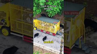 Wadu truck nya di serang beruang funny happy fun family bear attack viral short [upl. by Lette]