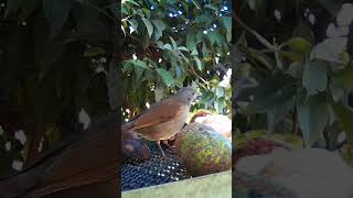 sabiábarranco Turdus leucomelas [upl. by Blaze]