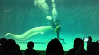 Anna amp Nasucha White Dolphin Beluga Whales [upl. by Favata127]