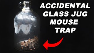 Glass Jug Mouse Trap Accidental Success Simple Mouse Trap That Works Mousetrap Monday [upl. by Ahsikar403]