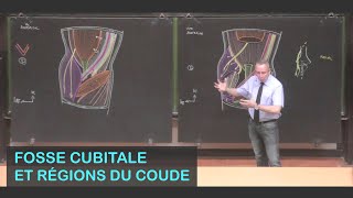 Anatomie de la fosse cubitale et des régions du coude Membre supérieur 9 [upl. by Odracir]