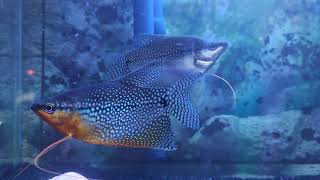 Pearl Gourami male and female differences [upl. by Nawk213]