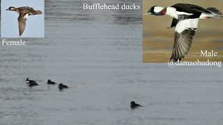 Bufflehead ducks [upl. by Merceer34]