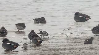 Dunlin RSPB Rainham Marshes 151223 [upl. by Esinel624]