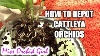 How to repot a Cattleya orchid [upl. by Amy]