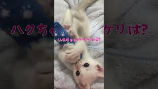 赤ちゃん猫の遊び方が可愛すぎる集 [upl. by Clova]