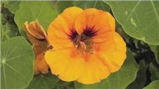 Gardening From Seeds  How to Plant Nasturtium Seeds [upl. by Yerg512]