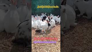 Best Rabbit Breed in India rabbit cute farming [upl. by Salem]