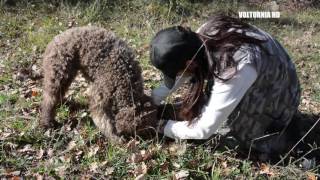 VIDEO RICERCA TARTUFO [upl. by Llehsam952]