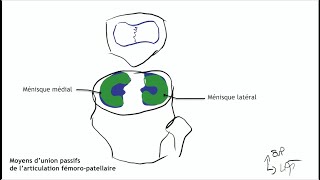 Anatomie du genou 2 [upl. by Humble35]