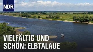 Elbtalaue erleben  vielfältig und schön  die nordstory  NDR [upl. by Tena266]