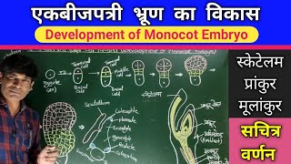 एकबीजपत्री भ्रूण का विकास  Development of Monocot Embryo [upl. by Haelam]