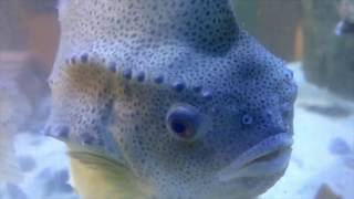 Lumpfish vs Sea Lice Cleanerfish to the rescue [upl. by Kinchen]