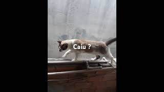 Gato quase cai do muro [upl. by Llebasi]