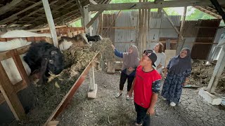 UNTUK AQIQAH ANAK MAS MANDOR  SURVEI KAMBING DI KANDANG BU ABRI amp PAK ABRI  Cocok gak kiro2 [upl. by Basia]