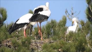 accouplement de Cigognes Blanches [upl. by Ruder]