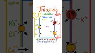 Thiazide Diuretics  Kidney Pharmacology…science pharmacology pharmacy biology physiology mbbs [upl. by Amabil276]