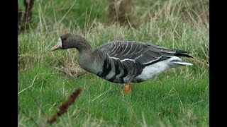 Greater Whitefronted Goose Cley Norfolk 161124 [upl. by Plerre]