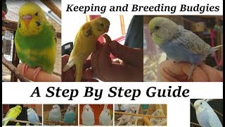 Breeding and Keeping Budgies  A step by step guide How to [upl. by Festa]