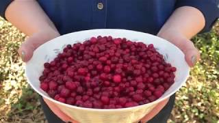 Scandinavian Superfoods Lingonberries [upl. by Ycnalc]