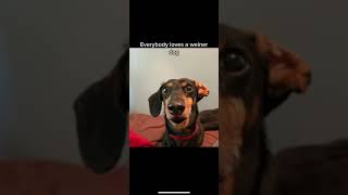 Wiener dog song 🎶 [upl. by Eetnom951]